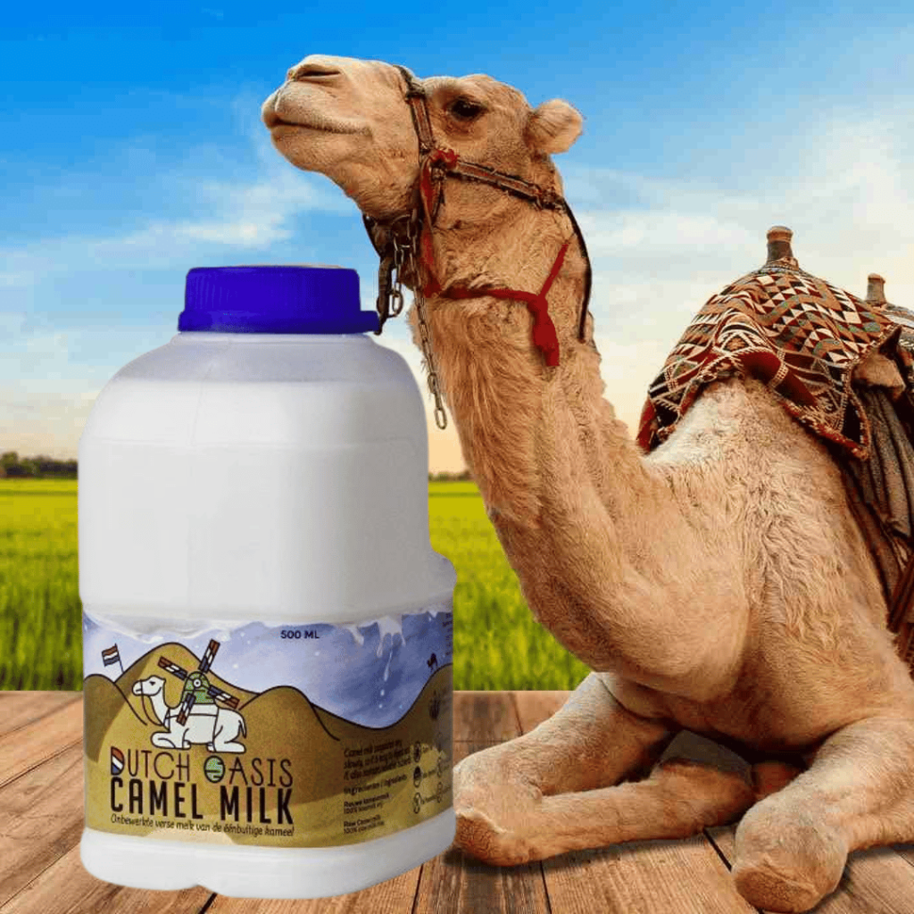 Potential Benefits Of Camel Milk UK Camel Milk Ltd